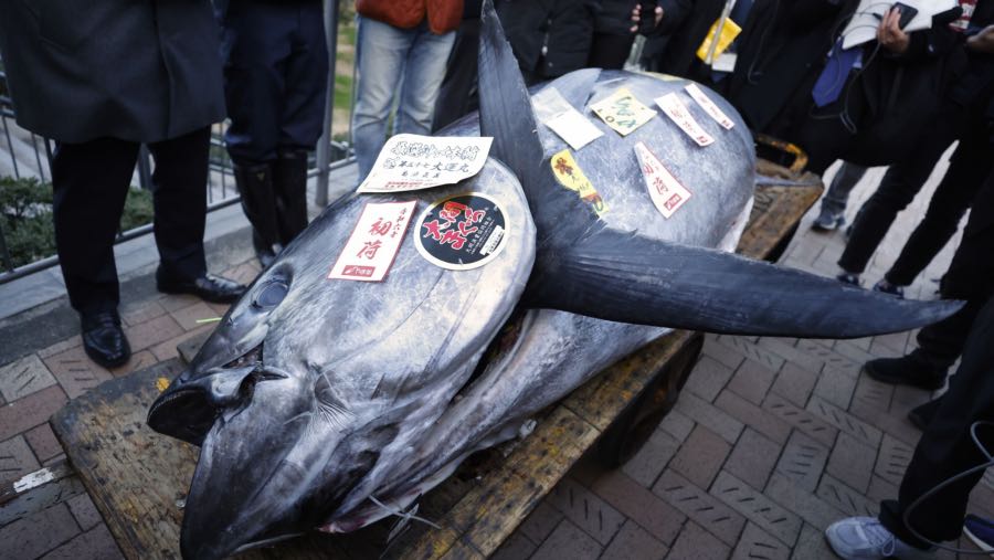 Ikan tuna termahal yang terjual di Jepang. (Sumber: Bloomberg)
