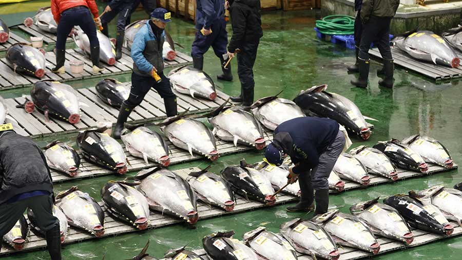 Pembeli memeriksa tuna sebelum lelang pertama tahun ini di Pasar Toyosu di Tokyo, Jepang, Jumat (5/1/2024). (Kiyoshi Ota/Bloomberg)