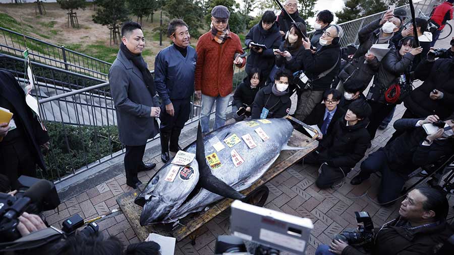 Tahun ini Ikan tuna sirip biru raksasa termahal yang dilelang di pasar ikan terbesar Tokyo laku seharga Rp12 miliar. (Kiyoshi Ota/Bloomberg)
