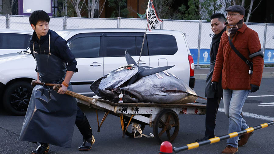 Tuna berbobot 238 kilogram itu dibeli oleh tim pedagang ikan laut Yamayuki dan operator rantai sushi Onodera Group. . (Kiyoshi Ota/Bloomberg)