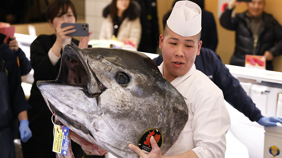 Tuna yang sangat bernilai ditangkap di lepas pantai prefektur Aomori. (Kiyoshi Ota/Bloomberg)