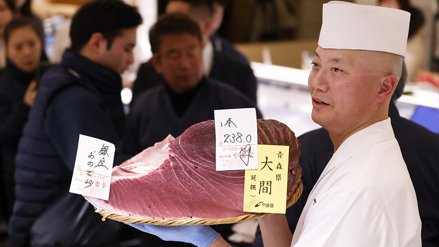 Tuna raksasa tersebut memiliki nilai lebih tiga kali lipat dari jumlah yang ditawarkan tahun lalu di pasar ikan Toyosu Tokyo. (Kiyoshi Ota/Bloomberg)