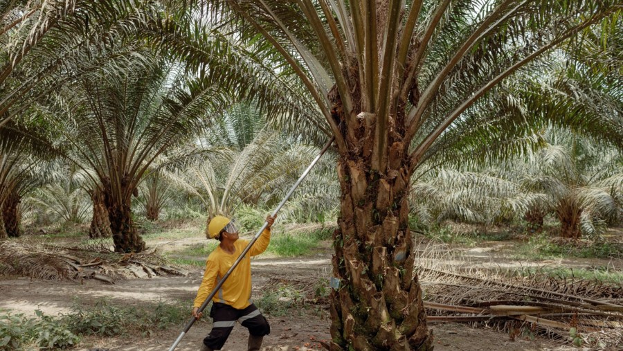 Perkebunan kelapa sawit di Kotawaringin Barat./Bloomberg-Muhammad Fadli