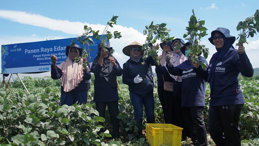 Bank BJB melakukan panen raya komoditas edamame bersama para petani mitra binaannya di wilayah Jawa Tengah. (Dok. bank bjb)