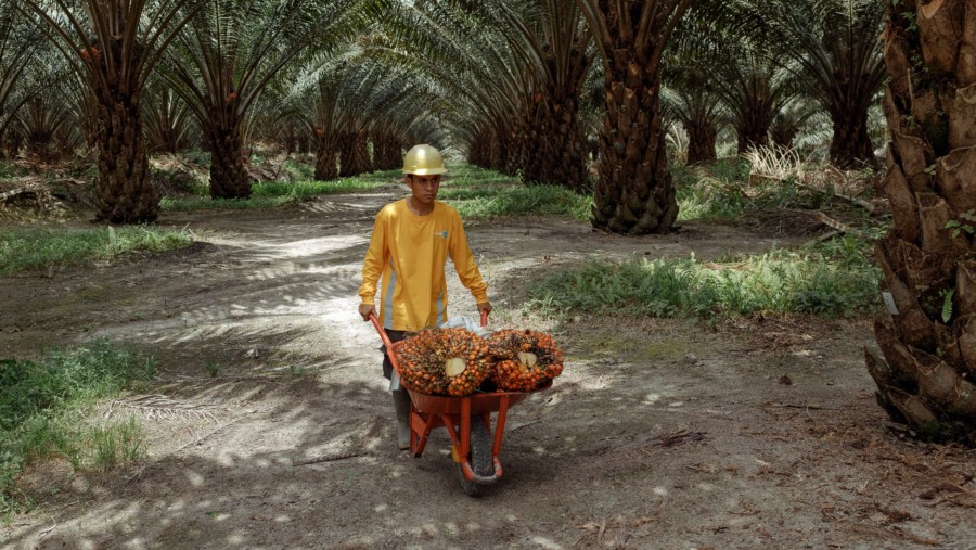 Pohon kelapa sawit di Kalimantan Tengah./Bloomberg-Muhammad Fadli