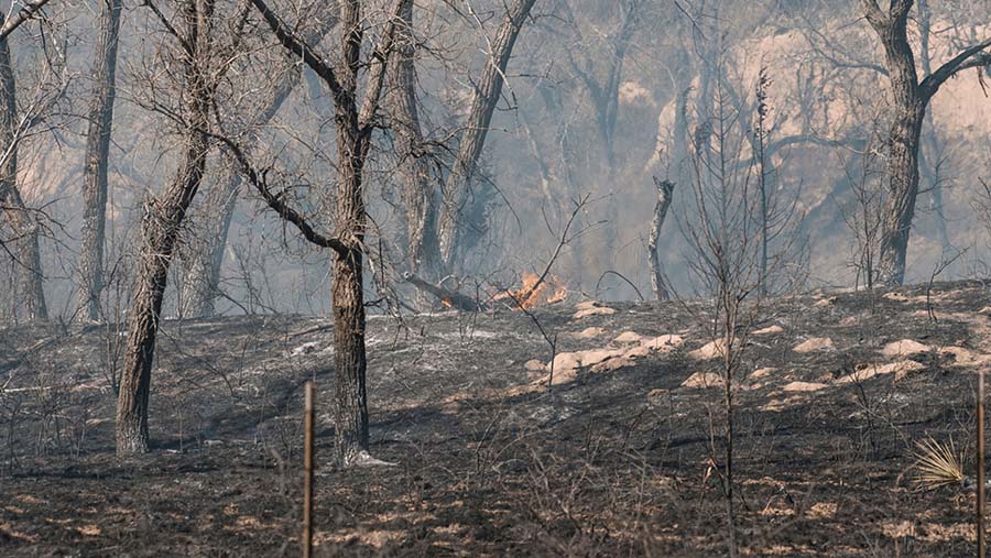Kebakaran hutan. (Jordan Vonderhaar/Bloomberg)