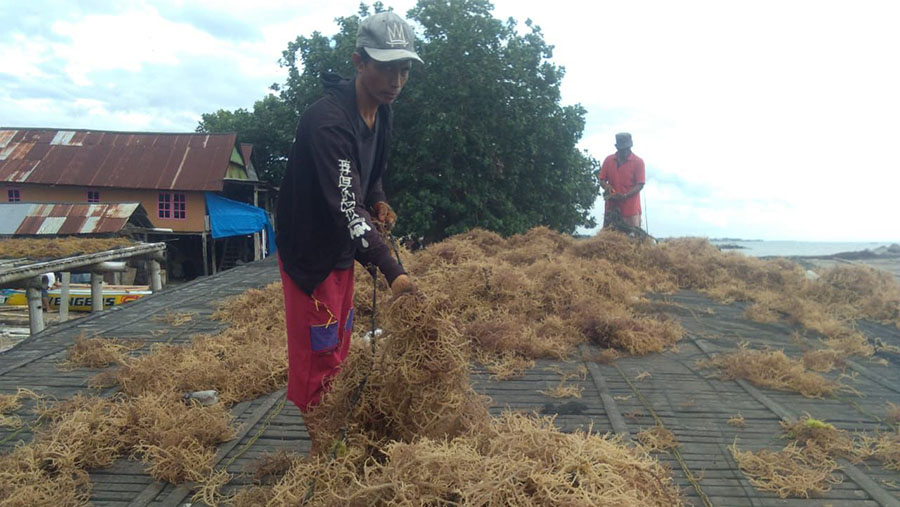 UMKM Binaan BRI, Klaster Usaha Rumput Laut Kampung Pogo di Sulawesi Selatan (Dok. BRI)