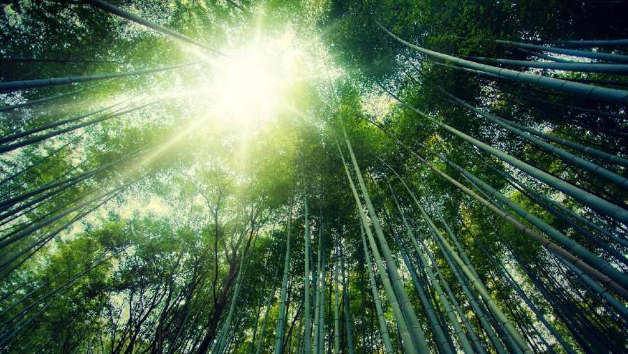 Hutan Bambu. (Dok: Bloomberg)