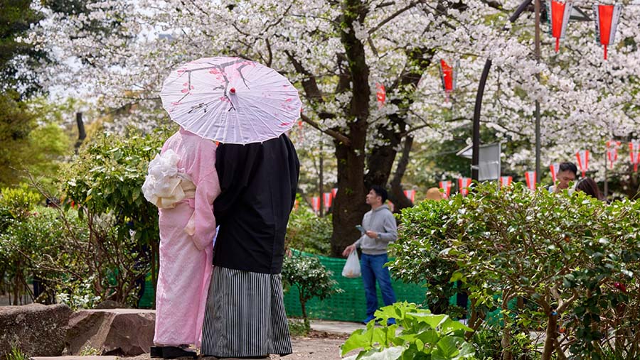 Pengunjung berpakaian kimono di bawah pohon sakura bermekaran di Taman Ueno di Tokyo, Jepang, Minggu (7/4/2024). (Shoko Takayasu/Bloomberg)