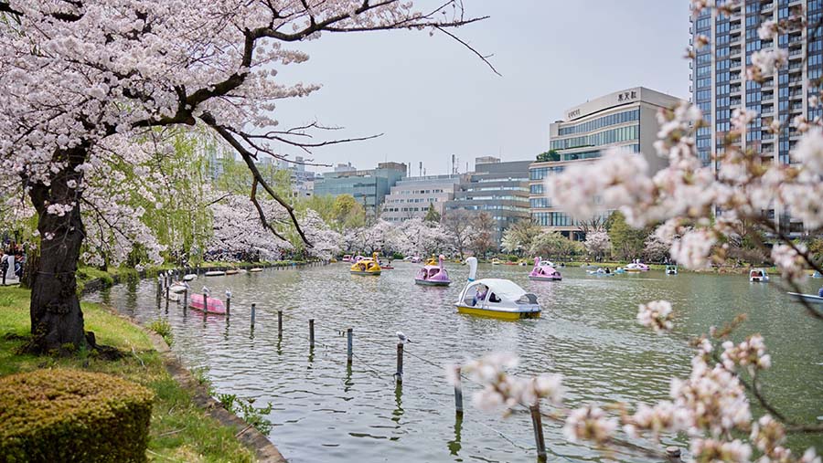 Pada tahun ini puncak mekar bunga sakura di Jepang terjadi pada Kamis (4/4) beberapa hari lalu. (Shoko Takayasu/Bloomberg)