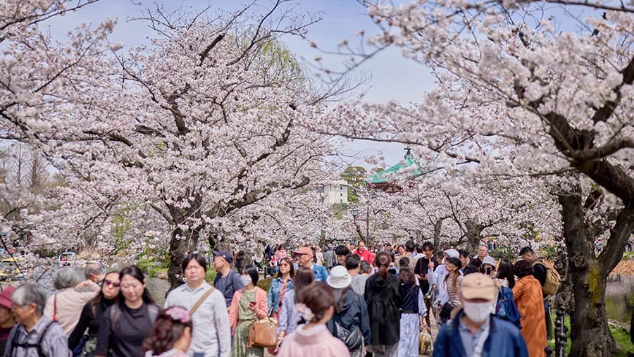 Mekarnya bunga sakura tersebut dimanfaatkan warga untuk berwisata menikmati keindahan. (Shoko Takayasu/Bloomberg)