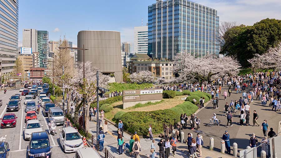 Pohon sakura bermekaran di dekat Nippon Budokan di Tokyo, Jepang, Minggu (7/4/2024). (Shoko Takayasu/Bloomberg)