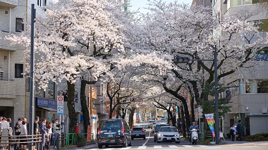 Pohon sakura bermekaran di Tokyo, Jepang, Minggu (7/4/2024). (Shoko Takayasu/Bloomberg)