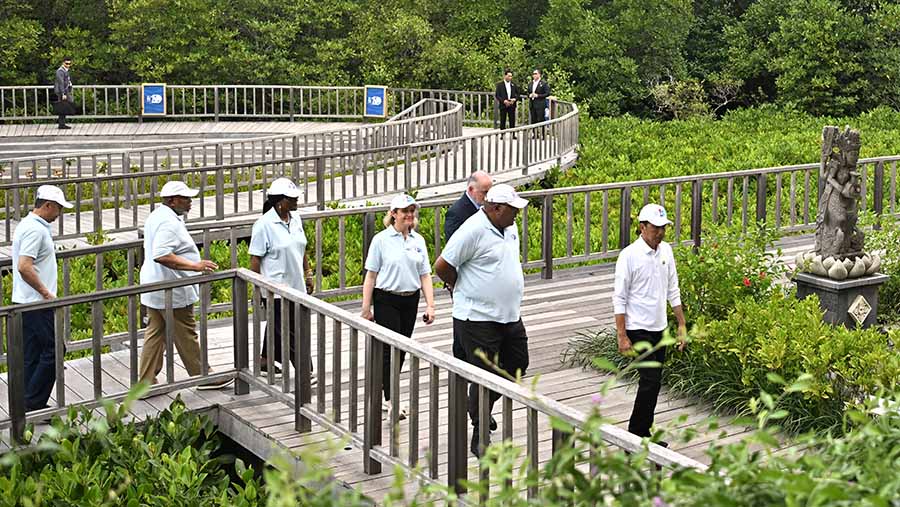 Tahura merupakan kawasan rehabilitasi dan konservasi hutan mangrove yang mengimplementasikan prinsip ajaran Bali, (Medcen WWF 2024/Nova Wahyudi)