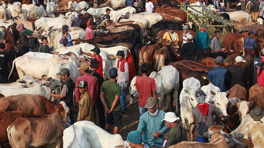 Pedagang menjajakan sapi jelang Idul Adha di Pasar Hewan Jonggol, Kab. Bogor, Jawa Barat, Kamis (30/5/2024). (Bloomberg Technoz/Andrean Kristianto)