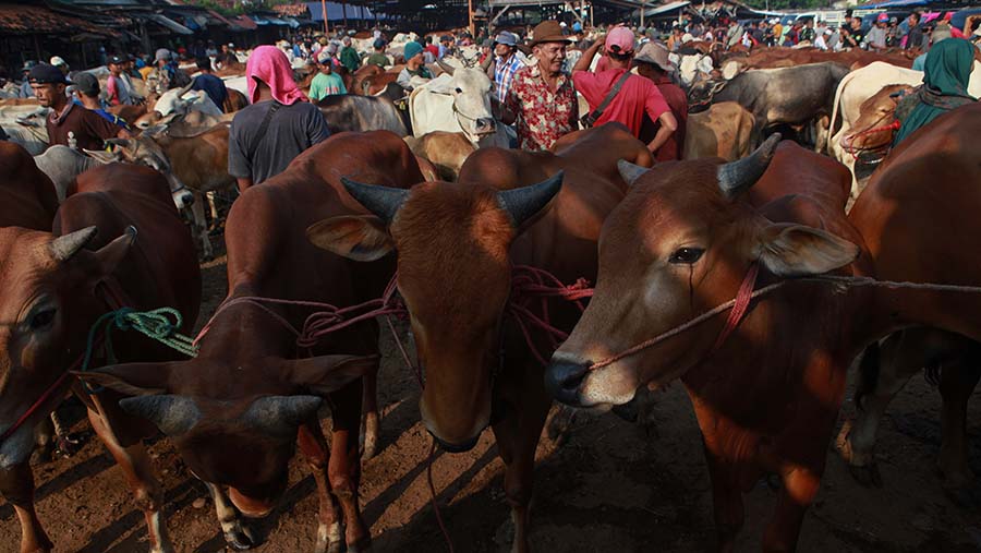 Pedagang menjajakan sapi jelang Idul Adha di Pasar Hewan Jonggol, Kab. Bogor, Jawa Barat, Kamis (30/5/2024). (Bloomberg Technoz/Andrean Kristianto)