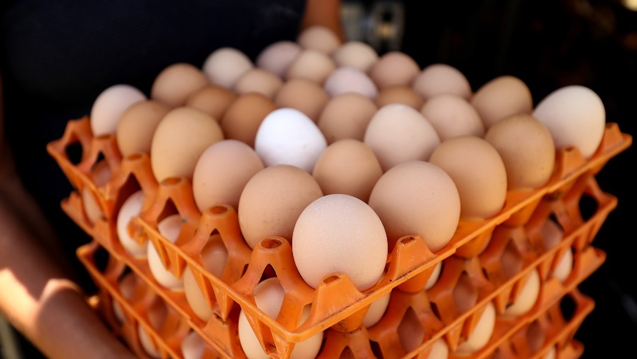 Telur ayam. (Sumber: Bloomberg)