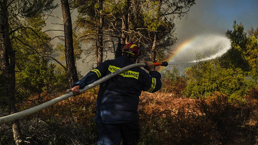 Petugas pemadam berupaya memadamkan kebakaran hutan di dekat kota Stamata, timur laut Athena, Yunani, Minggu (30/6/2024). (Nick Paleologos/Bloomberg)