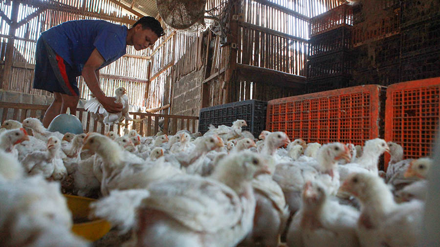 Pekerja menangkap ayam di pangkalan ayam potong Kawasan Kalimalang, Jakarta, Selasa (16/7/2024). (Bloomberg Technoz/Andrean Kristianto)

