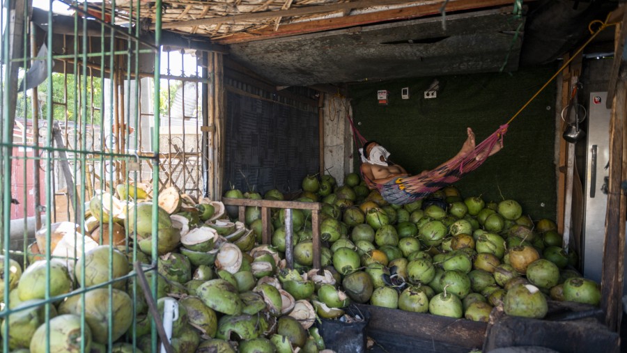 Tumpukan kelapa./Bloomberg-Lisa Marie David