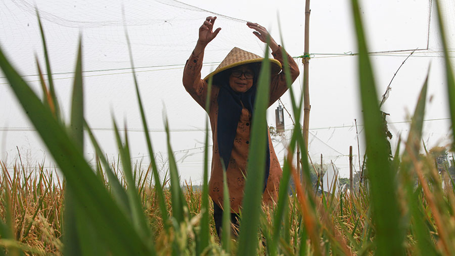 Petani mengecek bulir padi di Karawang, Jawab Barat, Rabu (24/7/2024). (Bloomberg Technoz/Andrean Kristianto)