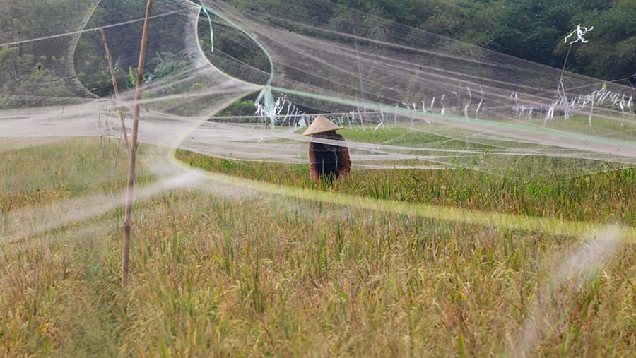 Petani mengecek bulir padi di Karawang, Jawab Barat, Rabu (24/7/2024). (Bloomberg Technoz/Andrean Kristianto)