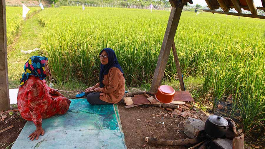 Saat ini Indonesia memiliki lahan baku sawah 7.463.948 yang relatif lebih sedikit dari luas lahan yang ada. (Bloomberg Technoz/Andrean Kristianto)