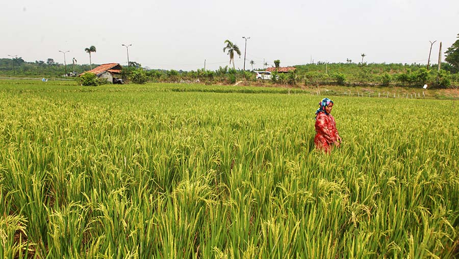 Petani mengecek bulir padi di Karawang, Jawab Barat, Rabu (24/7/2024). (Bloomberg Technoz/Andrean Kristianto)