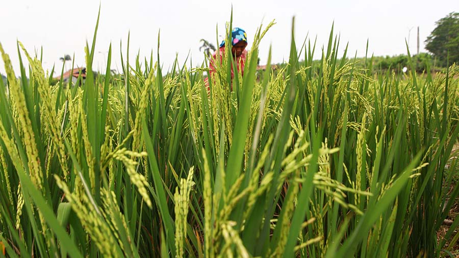 Petani mengecek bulir padi di Karawang, Jawab Barat, Rabu (24/7/2024). (Bloomberg Technoz/Andrean Kristianto)