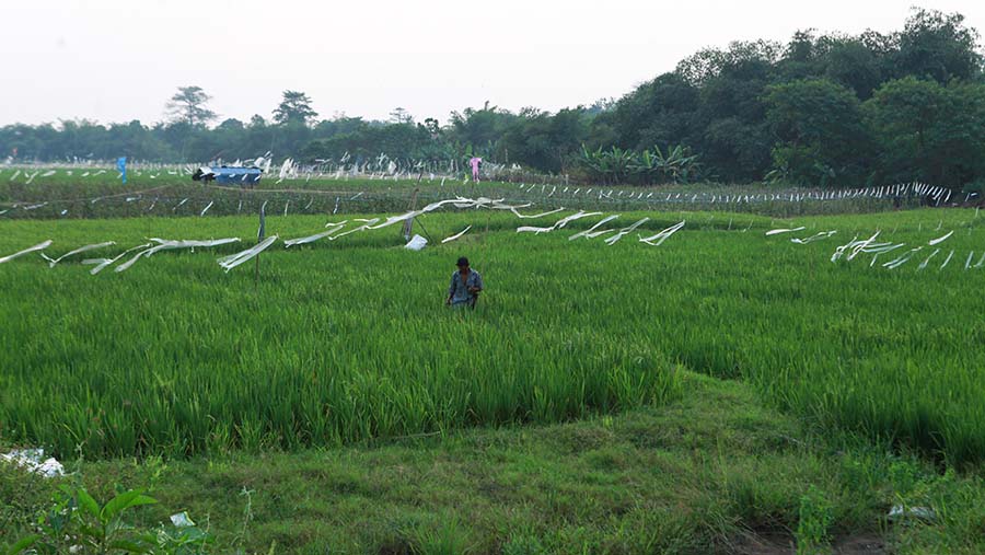 Petani mengecek bulir padi di Karawang, Jawab Barat, Rabu (24/7/2024). (Bloomberg Technoz/Andrean Kristianto)