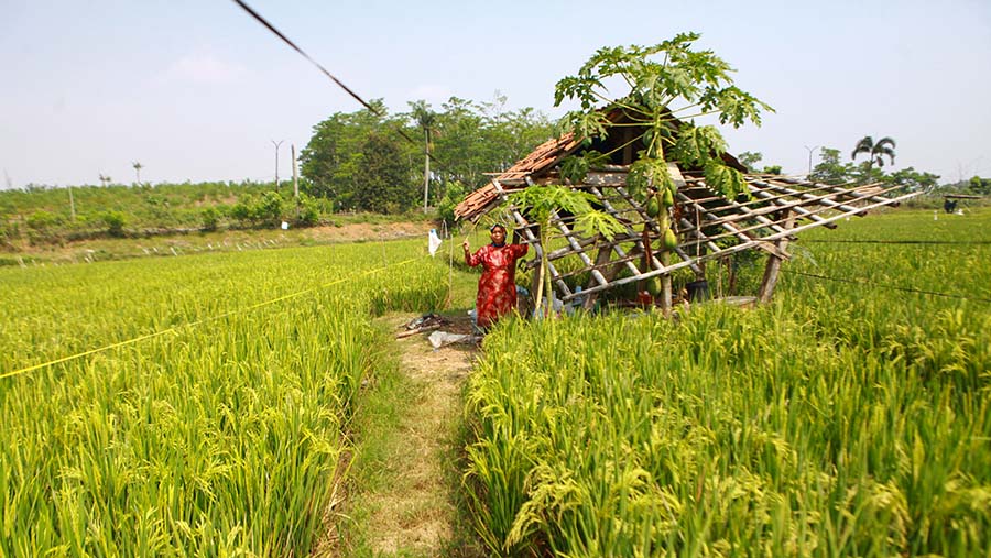 Petani beraktivitas di persawahan Karawang, Jawab Barat, Rabu (24/7/2024). (Bloomberg Technoz/Andrean Kristianto)