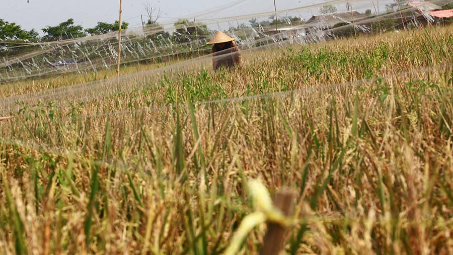 Petani beraktivitas di persawahan Karawang, Jawab Barat, Rabu (24/7/2024). (Bloomberg Technoz/Andrean Kristianto)