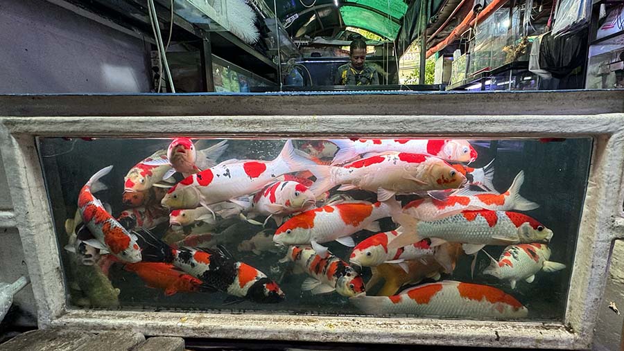 Aktivitas pedagang ikan hias di pusat promosi ikan hias Sumenep, Menteng, Jakarta, Kamis (24/7/2024). (Bloomberg Technoz/ Andrean Kristianto). 