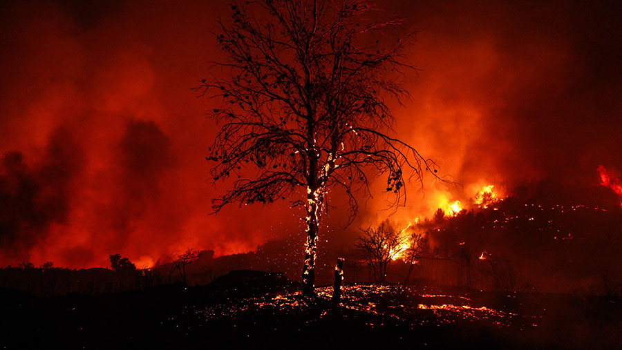 Pohon-pohon terbakar saat kebakaran hutan di Attica Timur dekat Stamata, timur laut Athena, Yunani, Minggu (11/8/2024). (Nick Paleologos/Bloomberg)