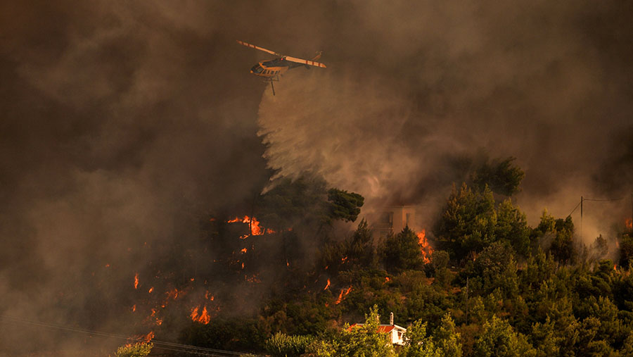 Helikopter menyemprotkan air saat kebakaran hutan di Attica Timur, timur laut Athena, Yunani, Minggu (11/8/2024). (Nick Paleologos/Bloomberg)