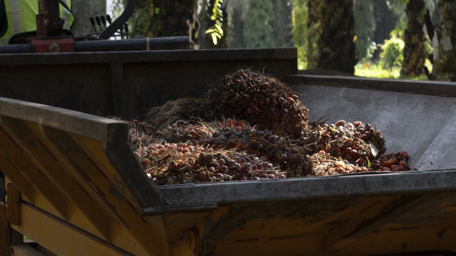 Palm fruits in Johor, Malaysia./Bloomberg-Aparna Nori