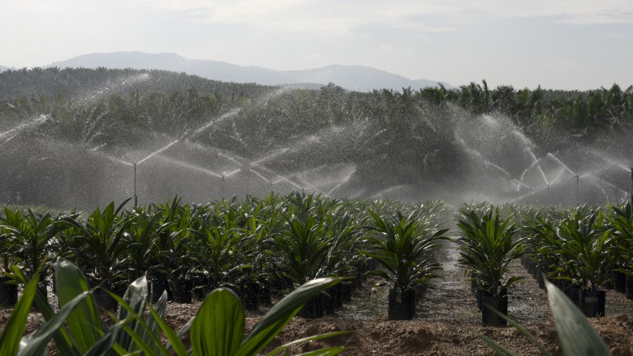 Perkebunan kelapa sawit di Johor, Malaysia./Bloomberg-Aparna Nori