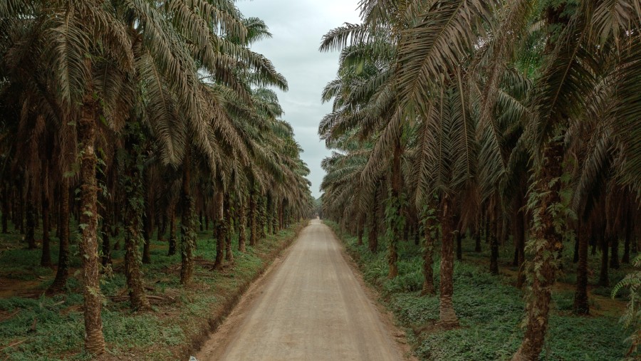 Perkebunan sawit di Kalimantan Tengah./Bloomberg-Muhammad Fadli