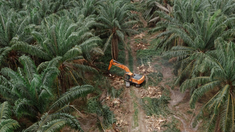 Perkebunan kelapa sawit di Kalimantan Tengah./Bloomberg-Muhammad Fadli