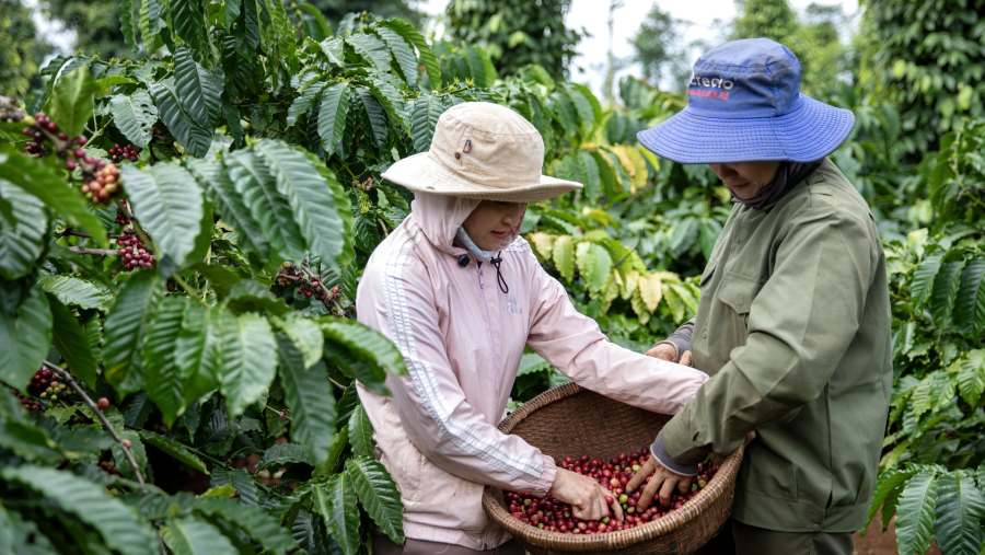 Petani Kopi. (Bloomberg)