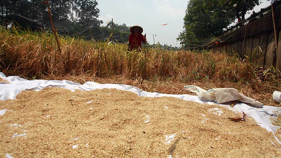 Epon Sukarsih merawat lahan sawah di bantaran Kali Kanal Banjir Timur (KBT), Jakarta pada Jumat (6/9/2024). (Bloomberg Technoz/ Andrean Kristianto)