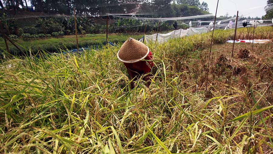 Epon Sukarsih merawat lahan sawah di bantaran Kali Kanal Banjir Timur (KBT), Jakarta pada Jumat (6/9/2024). (Bloomberg Technoz/ Andrean Kristianto)