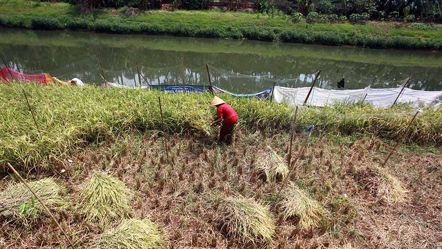 .Ia bersama suami manfaatkan lahan kosong sepanjang 70 meter di pinggiran Kali Kanal Banjir Timur (KBT). (Bloomberg Technoz/ Andrean Kristianto)