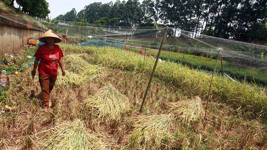 Epon menutupi area sawahnya dengan jaring untuk mengusir hama yang menggangu tanaman padinya. (Bloomberg Technoz/ Andrean Kristianto)