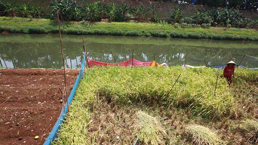 Hasil panennya kini mengalami kendala, karena ia tidak tahu lokasi penggilingan yang berada disekitar lokasi. (Bloomberg Technoz/ Andrean Kristianto)