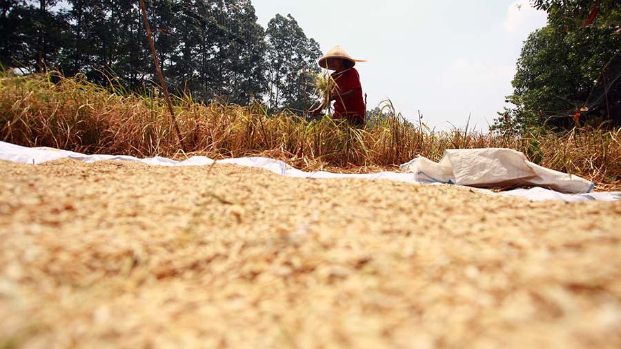 Epon Sukarsih merawat lahan sawah di bantaran Kali Kanal Banjir Timur (KBT), Jakarta pada Jumat (6/9/2024). (Bloomberg Technoz/ Andrean Kristianto)