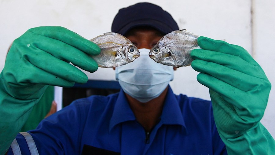 Proses pengolahan dimulai dengan mengumpulkan ikan segar dari nelayan lokal dengan menggunakan ikan Petek. (Bloomberg Technoz/Andrean Kristianto)