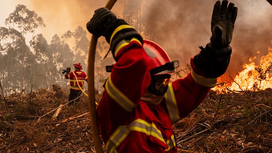 Petugas pemadam kebakaran menangani kebakaran hutan di wilayah Aveiro, Portugal, Rabu (18/9/2024).  (Jose Sarmento Matos/Bloomberg)
