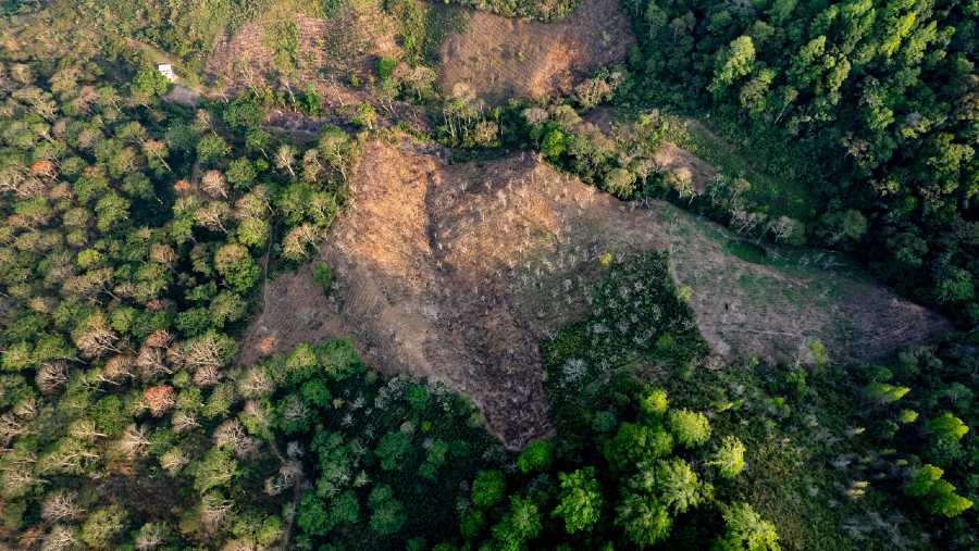 Uni Eropa tunda selama 12 bulan UU Antideforestasi untuk mengekang penebangan hutan. (Bloomberg)