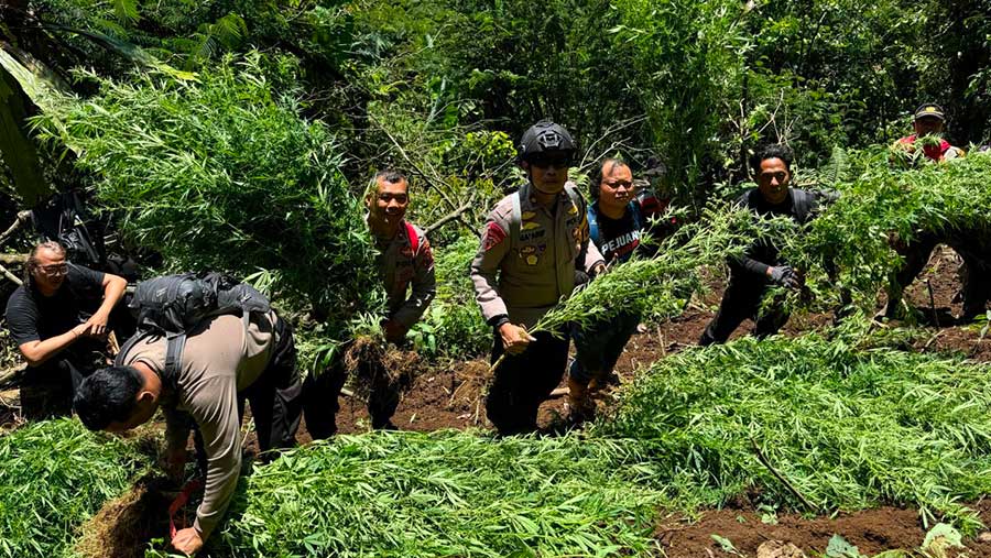 Polres Lumajang Temukan Lagi 1.500 Lebih Batang Tanaman Ganja di Lereng Semeru (Dok. Humas Polri)